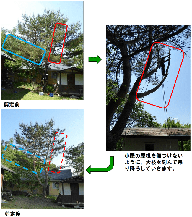 アカマツ。剪定前。小屋の屋根を傷つけないように、大枝を刻んで吊り降ろしていきます。剪定後。