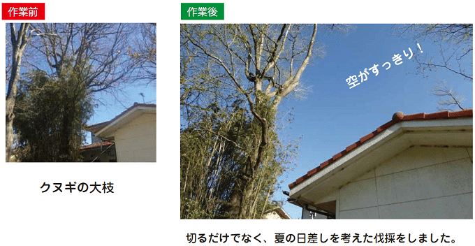 作業前：クヌギの大枝。作業後：切るだけでなく、夏の日差しを考えた伐採をしました。