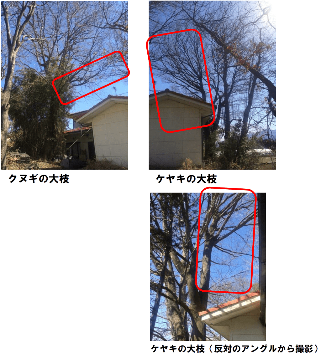 クヌギの大枝とケヤキの大枝