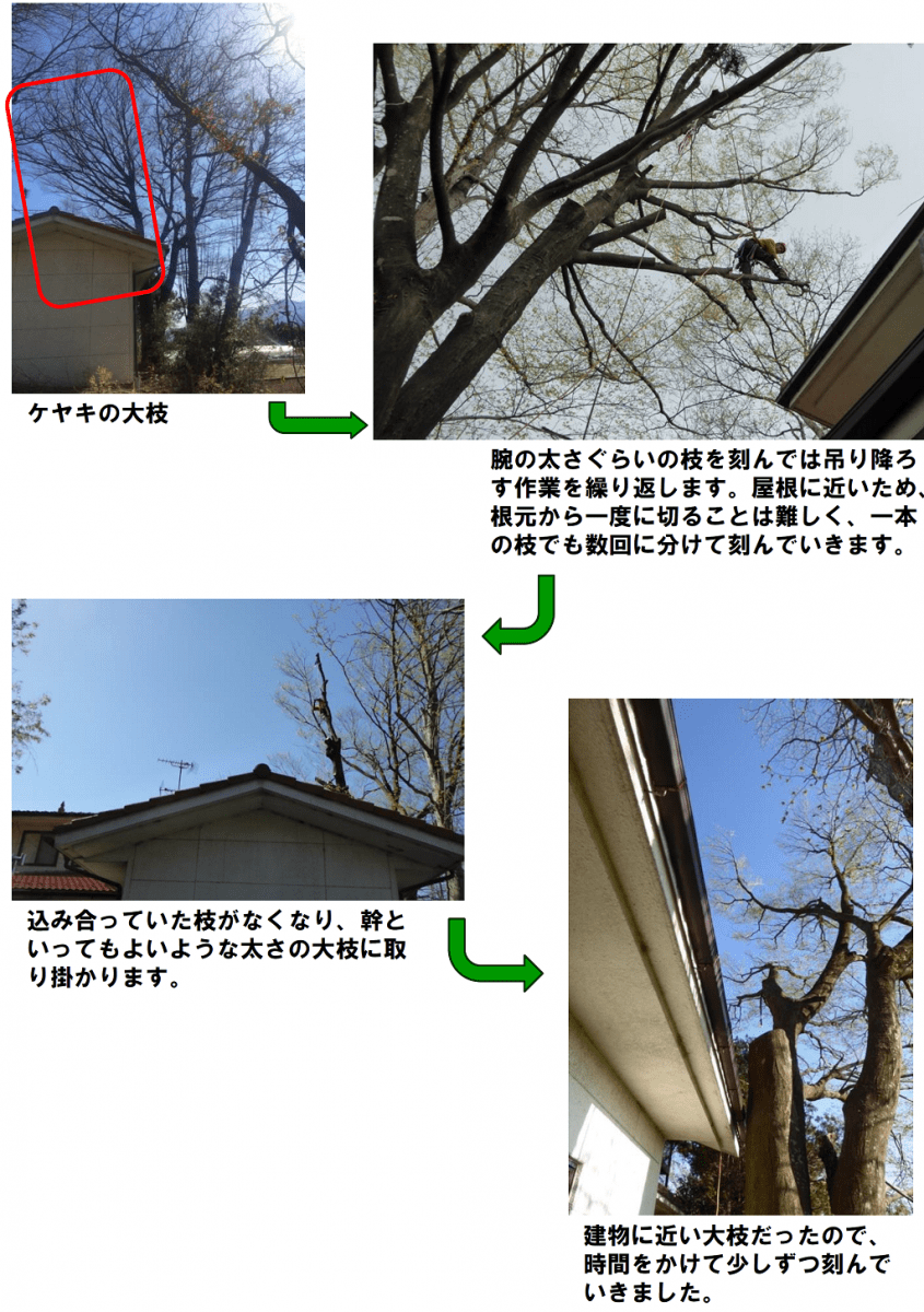 腕の太さぐらいの枝を刻んでは吊り降ろす作業を繰り返します。屋根に近いため、根元から一度に切ることは難しく、一本の枝でも数回に分けて刻んでいきます。込み合っていた枝がなくなり、幹といってもよいような太さの大枝に取り掛かります。建物に近い大枝だったので、時間をかけて少しずつ刻んでいきました。