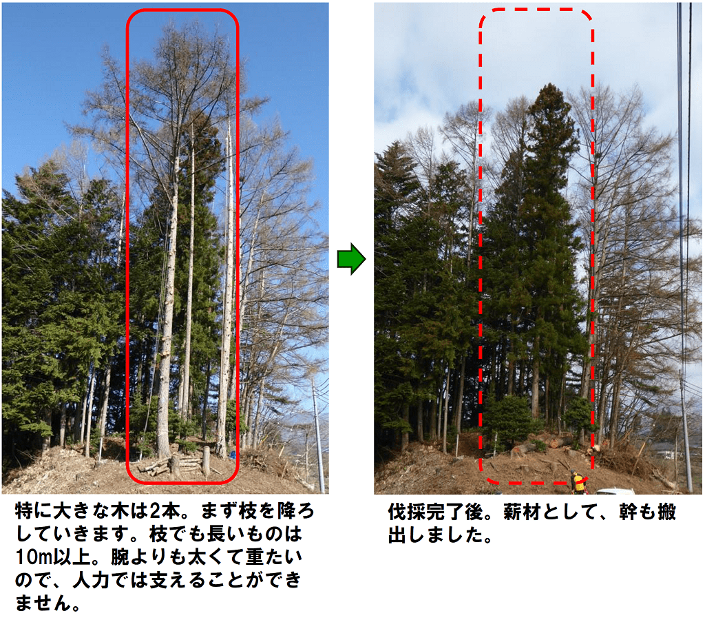 特に大きな木は2本。まず枝を降ろしていきます。枝でも長いものは10m以上。腕よりも太くて重たいので、人力では支えることができません。伐採完了後。薪材として、幹も搬出しました。