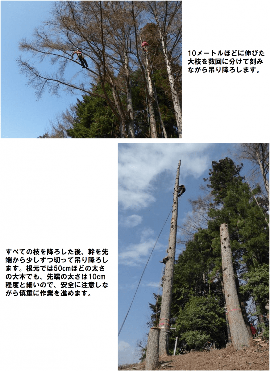 べての枝を降ろした後、幹を先端から少しずつ切って吊り降ろします。根元では50cmほどの太さの大木でも、先端の太さは10cm程度と細いので、安全に注意しながら慎重に作業を進めます。 10メートルほどに伸びた大枝を数回に分けて刻みながら吊り降ろします。すべての枝を降ろした後、幹を先端から少しずつ切って吊り降ろします。根元では50cmほどの太さの大木でも、先端の太さは10cm程度と細いので、安全に注意しながら慎重に作業を進めます。