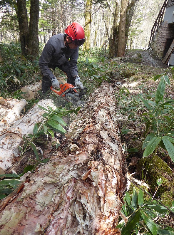 長野県、上高地で巨木の手入れ（2020秋～2021春、木の手入れシーズンまとめ（１２）） | 八ヶ岳ツリーワークス